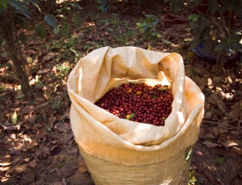 La rafia como alternativa sostenible a la fabricación de envases
